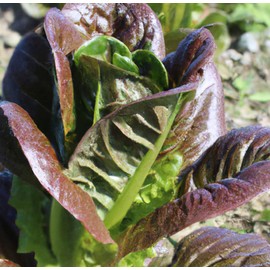 “Cos Rouge” Lettuce Seeds – Fast-Growing Romaine-Type Head Lettuce – Harvest in 45 Days | Never GMO, Always Heirloom and Open-Pollinated | USA Grown Seeds by Liliana's Garden |