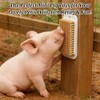 Toys for Pigs - 3-Pack Interactive Grooming Brushes | Pig