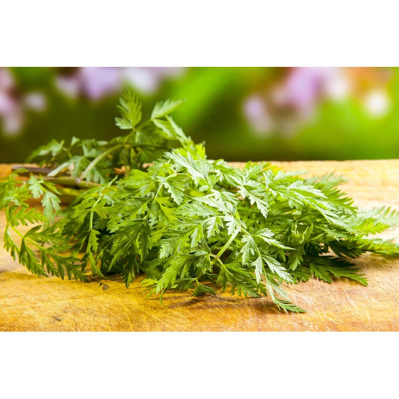 Chervil Seeds, 250+ Vertissimo, Heirloom, Non GMO Seeds, Anthriscus cerefolium