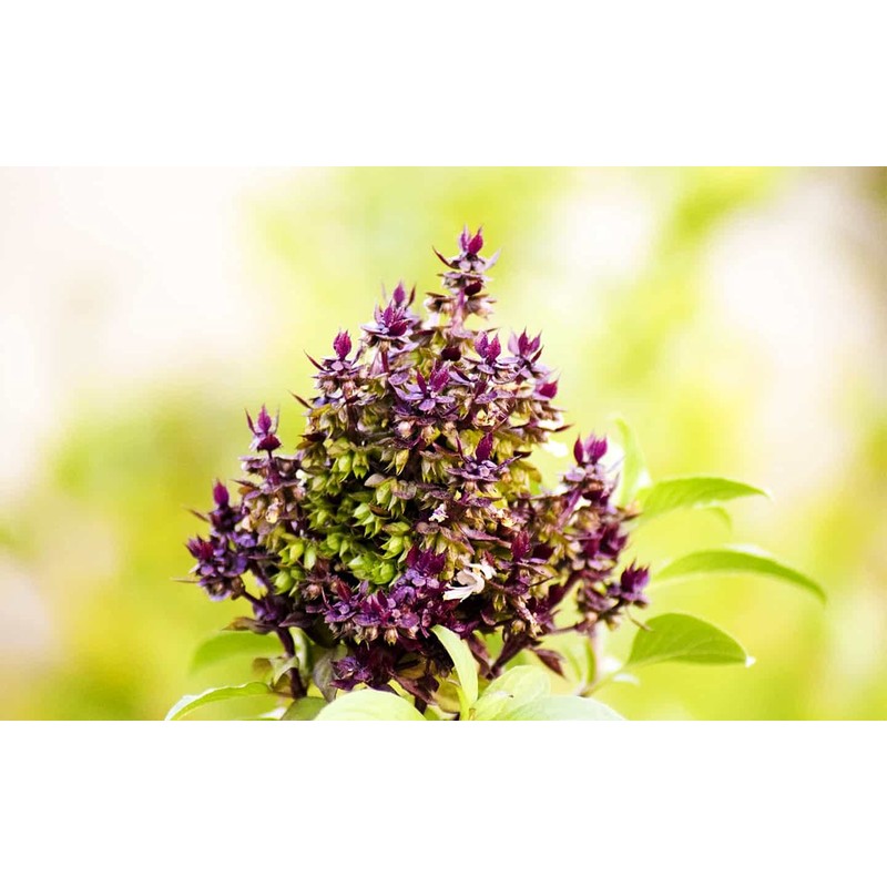 22Day Seeds: Seeds Holy Basil/Ornamental Tulsi Tree/Non GMO/Heirloom