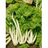 Swiss Chard Lucullus Garden Heirloom Vegetable Seeds (200 Seeds)
