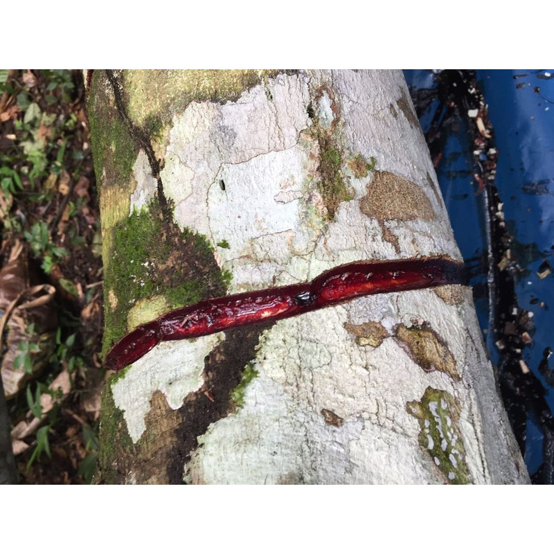 Sangre de Drago (or grado) Peruvian Dragon’s Blood Liquid (4oz)