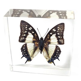 REALBUG Common Nawab Butterfly Paperweight(3x3x1)