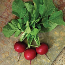 Radish Seeds - Crunchy Royale - Hybrid - 1 Oz ~3000 Seeds - Non- GMO, F1 Hybrid - Vegetable Garden & Microgreens