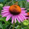 Unbranded Coneflower Perennial Ruby Star Live Plant Echinacea Quart Pot