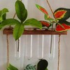 BESPORTBLE Clear Test Tubes for Plant Propagation Station, 4Pcs Glass