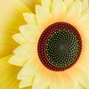 Relaxdays Sunflower Windmill Set of 2 H x W x