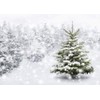 Winter Christmas Backdrop Natural Winter Forest Snowflake Snowfall Background Xmas