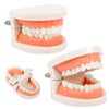 Dental Model 2 Pieces Children's Teeth Model Dental Care Model