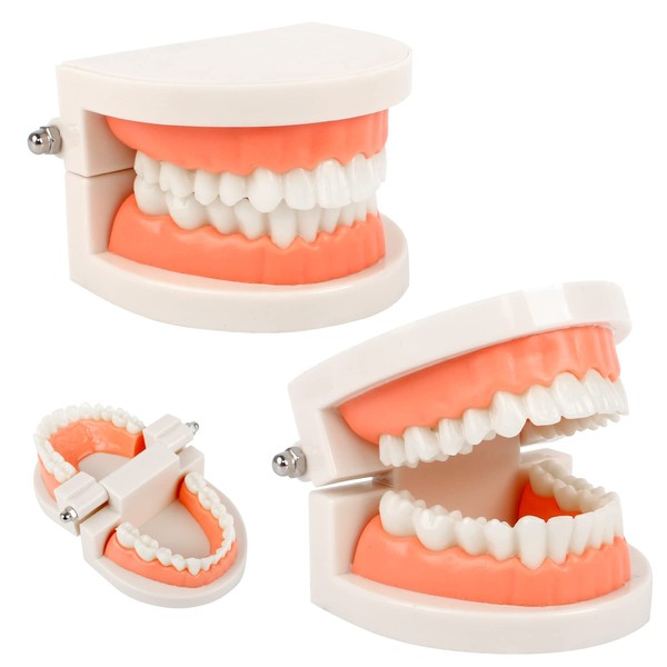 Dental Model 2 Pieces Children's Teeth Model Dental Care Model Demonstration Tool Teeth Model Standard