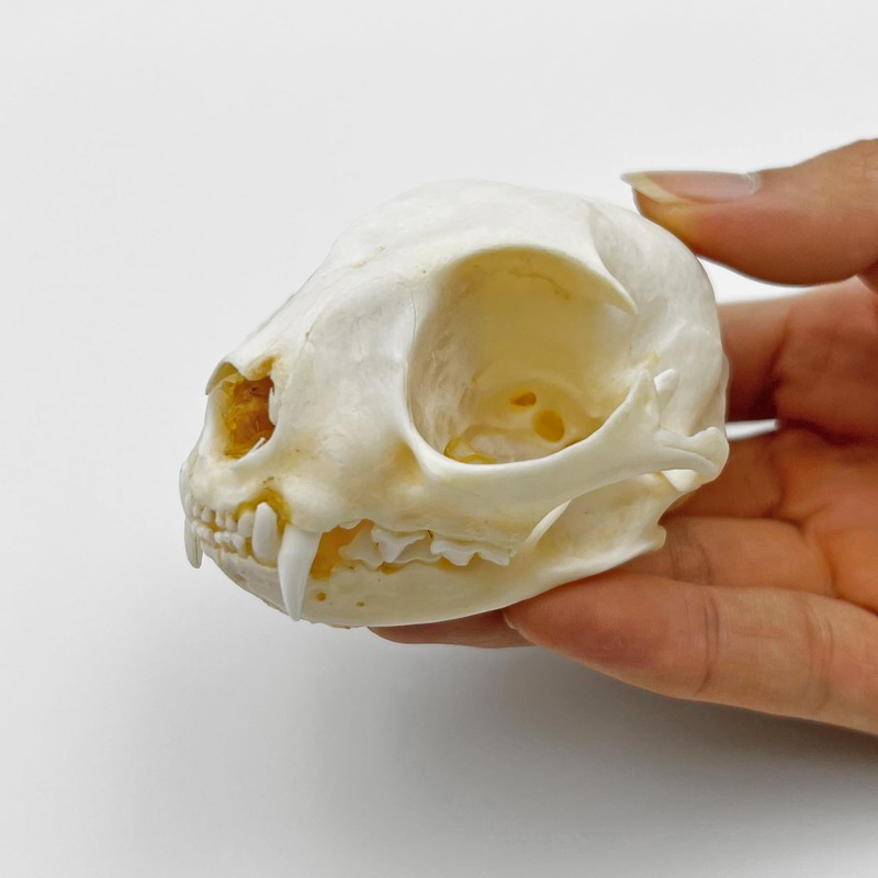 Real Animal Bone Specimen Natural Taxidermy Feline Skull for Science