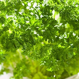 Organic Forest Green Parsley - 1 OZ Bulk ~11,000 Seeds - Organic, Heirloom, Open Pollinated, Non-GMO, Farm & Vegetable Gardening & Herb Seeds