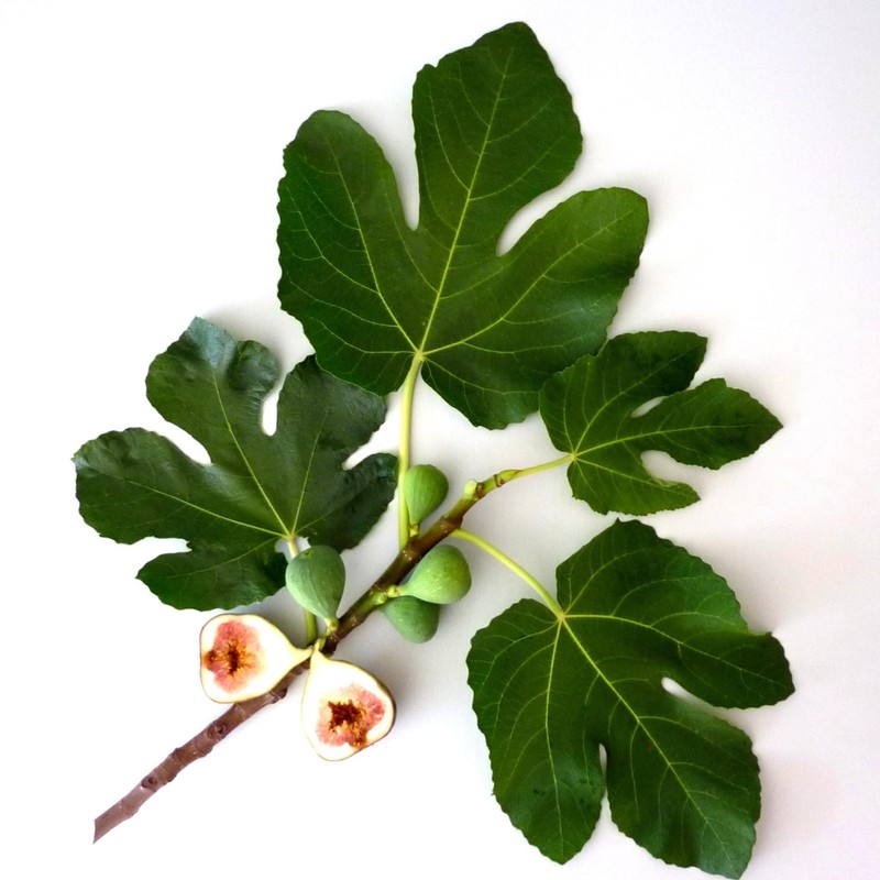 Murchison-Hume Powerful, Plant-based, Multi-Surface Bathroom Cleaner Spray for Basins, Tubs,