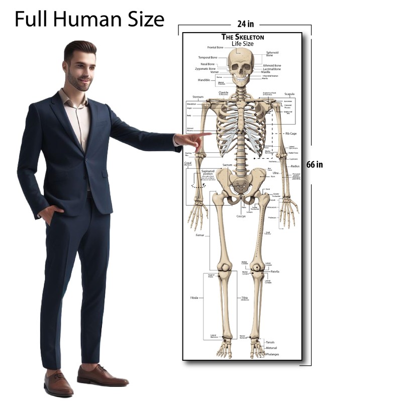 Life Size Skeleton bones named Poster for classroom or lab