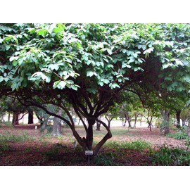 10 Seeds Annona cherimola Fruit Shrub Cherimoya, Custard Apple