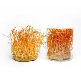 AGAINST [Seongjaemo Cordyceps sinensis] 5 cans of raw herb (80g x 5)