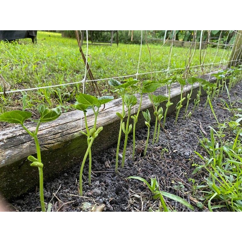 70 Blue Lake Pole Bean Heirloom Seeds Stringless Heirloom -