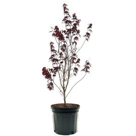 The Japanese Red Maple, Award Winning, Vibrant Leaves, 7 gal, Nursery Pot
