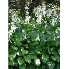 Perennial Farm Marketplace Hosta x 'Royal Standard' (Plantain Lily) Perennial, Size-#1 Container, Deep Green Leaves with Pure White Flowers