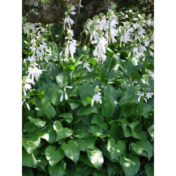 Perennial Farm Marketplace Hosta x 'Royal Standard' (Plantain Lily) Perennial,