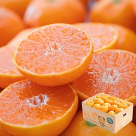Unshu Mandarin Oranges, Mikan Flower, Ehime Mandarin Oranges, 11.0 lbs (5 kg), Ehime Prefecture, Nishiuwa District, Produced in Yawatahama City, 2S - 3L, Size 15 - 90 Balls, Thin Skin, Sweet