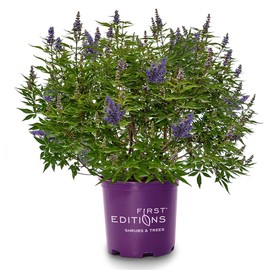 Generic Vitex First Editions Delta Blues, Aromatic Foliage, Blue-Purple Flower Spikes, Ornamental Appeal, 3 gal, Nursery Pot, Green