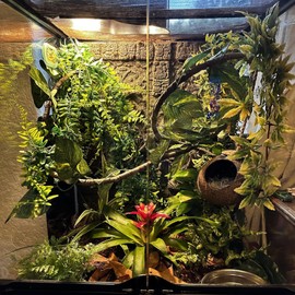 MUYG Crested Gecko Coconut Hut,Leopard Gecko Natural Coco Shell Den Reptiles Habitat Durable Hanging Cave Hideouts Plants Climbing Decoration for Amphibians and Small Animals(4 Pcs)