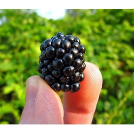 'Tahi' Black Raspberry Plant - Thornless Black Raspberry Plants - Live Plants (2)