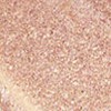 Holika Holika Eye Metal Glitter - #10 Sunshine