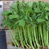Re-usable Self-Watering Mini Microgreens Growing Trays - 2 Trays -