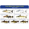 Express Yourself Catfish Family Ident-I-Card - Freshwater Fish Identification Card