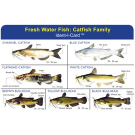 Express Yourself Catfish Family Ident-I-Card - Freshwater Fish Identification Card