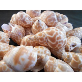 50 Select Small Babylonia Japonica Shells Seashells 1 1/4" - 1 1/2" Shellcraft Beach Crafts Nautical Decor Beach Wedding