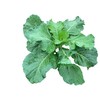 1000+ Georgia Southern Collard Greens Seeds for Planting - Heirloom,