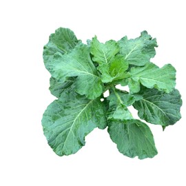 1000+ Georgia Southern Collard Greens Seeds for Planting - Heirloom, Non-GMO, USA Grown