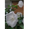 Home Grown 150÷160 Seeds. Datura Stramonium, Jimson Weed, Thorn Apple,Devil's