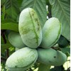 3 Pcs Paw Paw Tree Seeds for Planting Outdoors-Edible Pawpaw