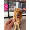Snack 100% Natural para Perros, 15 Piezas, Crujientes, Deliciosas y