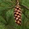 MySeeds.Co Pinus strobus (Wisconsin) (Eastern White Pine) Tree Seeds, Attractive