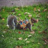 Squirrel Leash and Harness Set, Squirrel Traction Rope Strap, Ferret