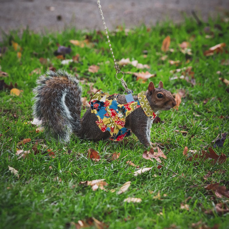 Squirrel Leash and Harness Set, Squirrel Traction Rope Strap, Ferret