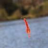 Paradox Fishing Dropshot Haken 50 Stück I je 10x Set