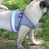 Soft Mesh No Pull Cat Harness and Lead Set for