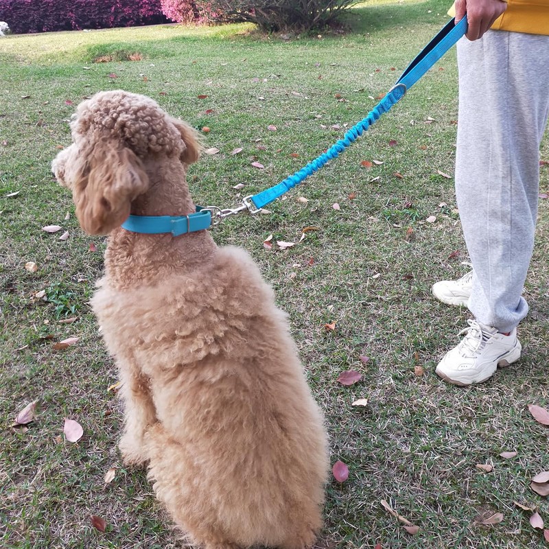 Boswany 2FT Bungee Dog Leash Short Traffic Training Lead Large