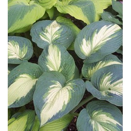 Live Plant from Green Promise Farms - Proven Winners, Hosta Shadowland 'Hudson Bay', Lavender Flowers - #1 Gallon Size Container
