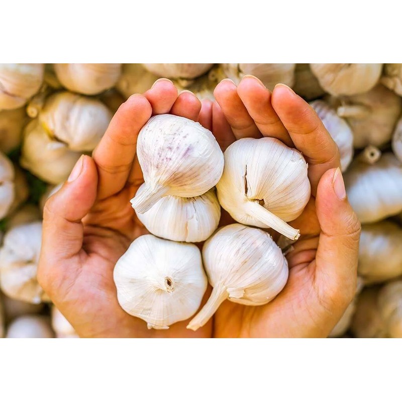 Fresh Garlic Bulbs Home Grown in CA,USA. - Qty :
