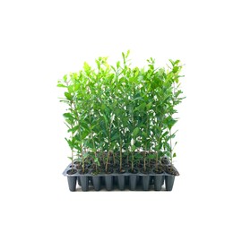 Southern Live Oak Tree | Quercus Virginiana | 3 Live Plants | Durable Picturesque Shade Tree | Dark Green Foliage