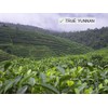 Jinglong Tea Factory - Yunnan Black Tea in Bamboo Leaf