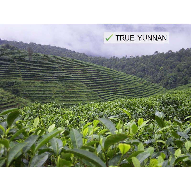 Jinglong Tea Factory - Yunnan Black Tea in Bamboo Leaf