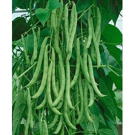 Pole Beans Kentucky Wonder by Stonysoil Seed Company